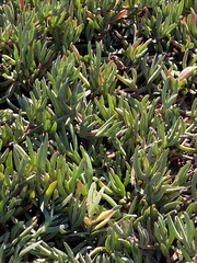 Carpobrotus chilensis