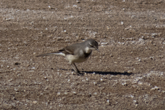 Motacilla capensis capensis