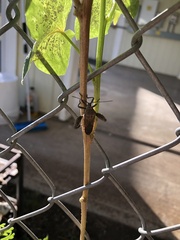 Physomerus grossipes