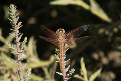 Trithemis kirbyi