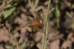 Trithemis kirbyi