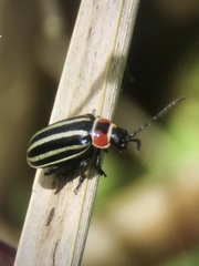 Disonycha pensylvanica