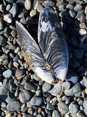 Mytilus californianus