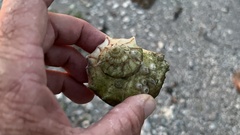 Sinistrofulgur pulleyi