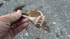 Sinistrofulgur pulleyi