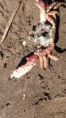 Danielethus patagonicus