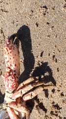 Danielethus patagonicus