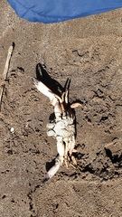 Danielethus patagonicus