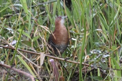 Laterallus albigularis