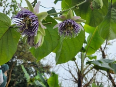 Passiflora ligularis ligularis