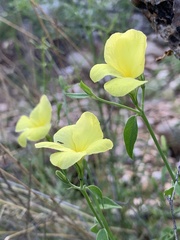 Haplophyton crooksii