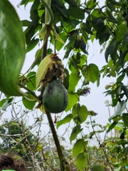 Passiflora ligularis ligularis
