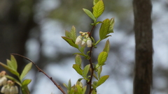 Vaccinioideae