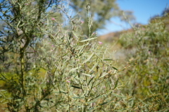 Acacia victoriae