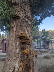 Fuscoporia