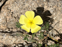 Tribulus
