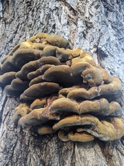 Fuscoporia