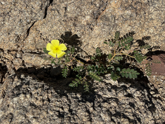 Tribulus
