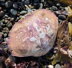 Metacarcinus magister