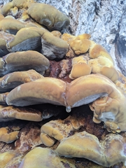Fuscoporia