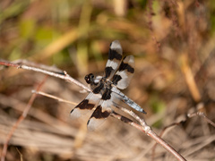 Libellula forensis