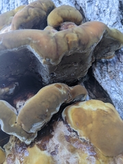 Fuscoporia
