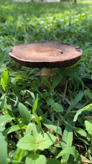 Agaricus
