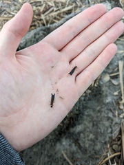 Anisolabis littorea