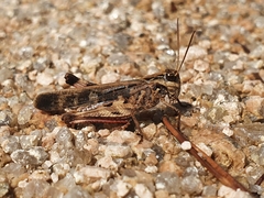 Oedaleus infernalis
