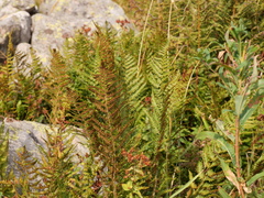 Dryopteris oreades