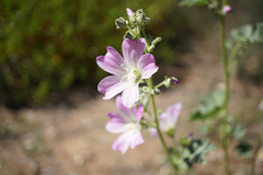 Malva weinmanniana