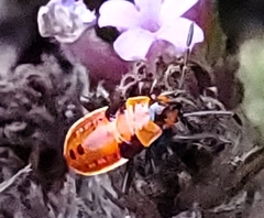 Lygaeus kalmii