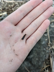 Anisolabis littorea