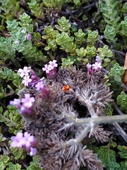 Lygaeus kalmii