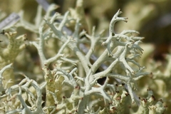 Cladonia arbuscula