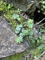 Saxifraga
