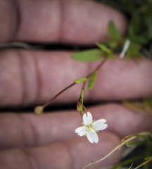 Epilobium oregonense