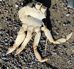 Metacarcinus magister