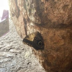 Caligo telamonius memnon