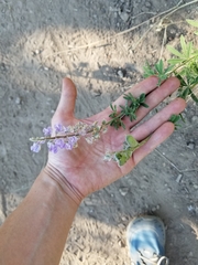 Lupinus argenteus