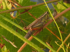 Melanoplus bivittatus