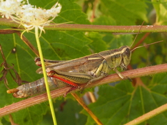 Melanoplus bivittatus