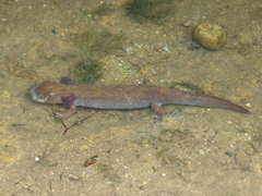 Dicamptodon tenebrosus