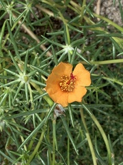 Portulaca suffrutescens