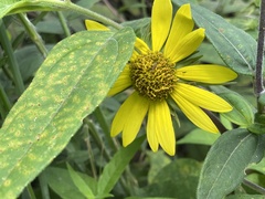 Helianthus hirsutus