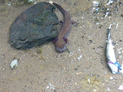 Dicamptodon tenebrosus