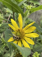 Helianthus hirsutus