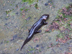 Dicamptodon tenebrosus