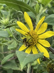 Helianthus hirsutus