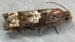 Eucosma parmatana